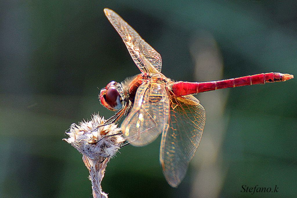 Libellula